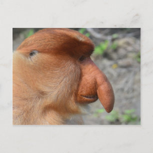 Cartão Postal Macaco Proboscis