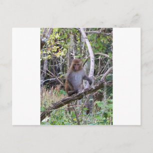 Cartão Postal macaco rhesus