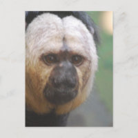 Macaco Saki Fofo