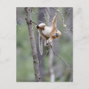 Cartão Postal Macaco Snub-nosed Dourado Fofo em Galhos de Árvore