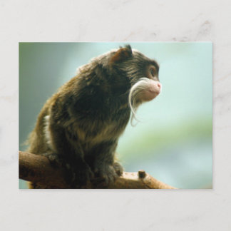 Cartão Postal Macaco Tamarin