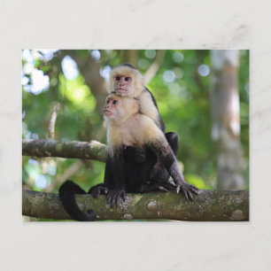 Cartão Postal Macacos Capuchin