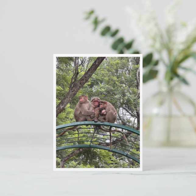 Cartão Postal Macacos com um bebê minúsculo (Em pé/Frente)