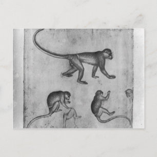 Cartão Postal Macacos, do Álbum Vallardi