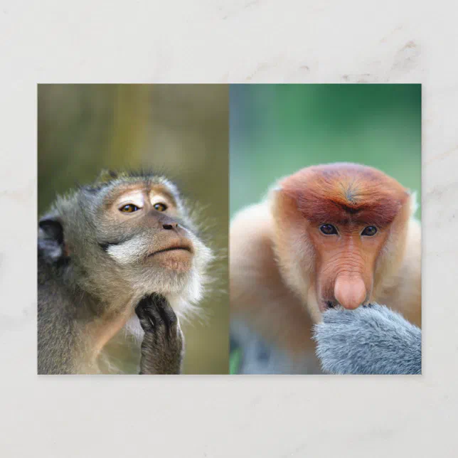 Macacos engraçados subespécie no zoológico