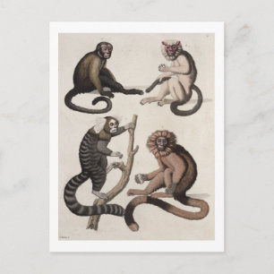 Cartão Postal Macacos (litoral colorido)