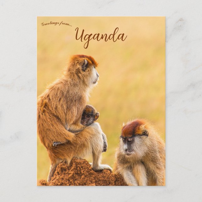Cartão Postal Macacos Patas em Uganda (Frente)