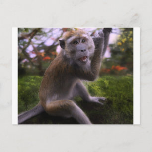 Cartão Postal Macaque