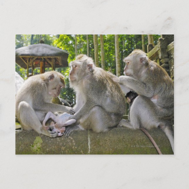 Cartão Postal Macaque comedor de caranguejo, Macaca fasciularis, (Frente)