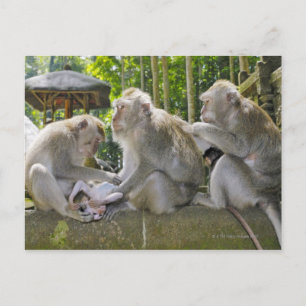 Cartão Postal Macaque comedor de caranguejo, Macaca fasciularis,