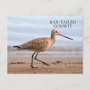 Cartão Postal Maçarico-de-cauda-rajada Praia Oceano Areia Ave