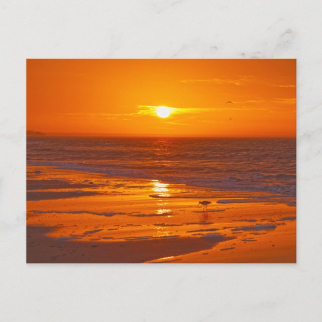 Cartão Postal Maçarico-nobre numa Praia da Flórida ao Amanhecer (Frente)