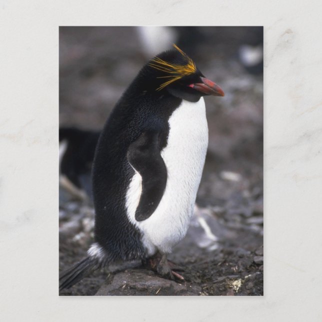 Cartão Postal Macaroni Penguin em pé ereto (Frente)