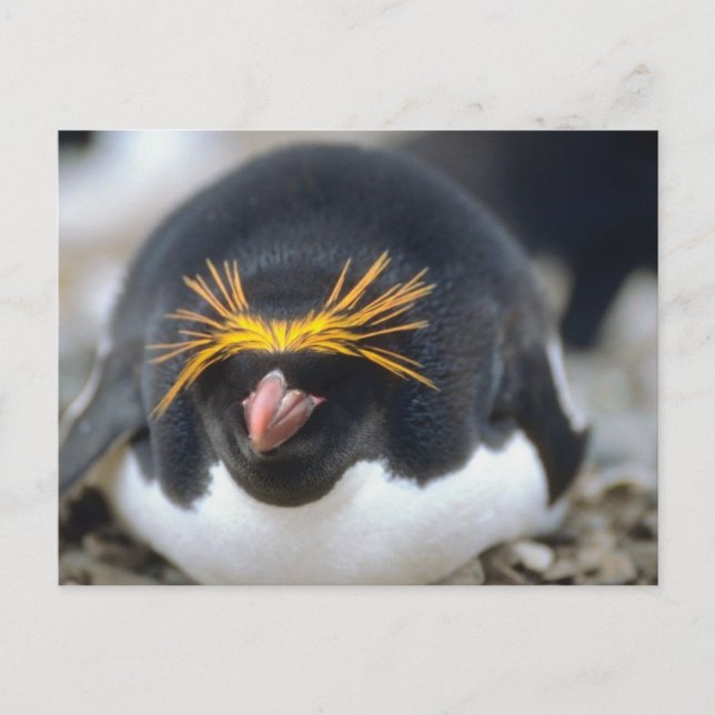 Cartão Postal Macaroni Penguin Flop (Frente)