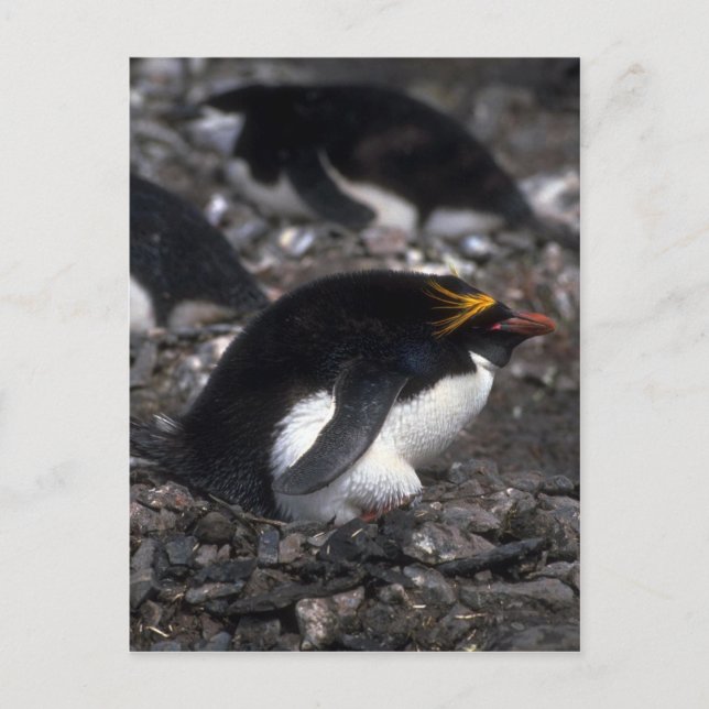 Cartão Postal Macaroni Penguin Sentado No Ovo (Frente)