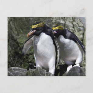 Cartão Postal Macaroni Penguins, Geórgia do Sul