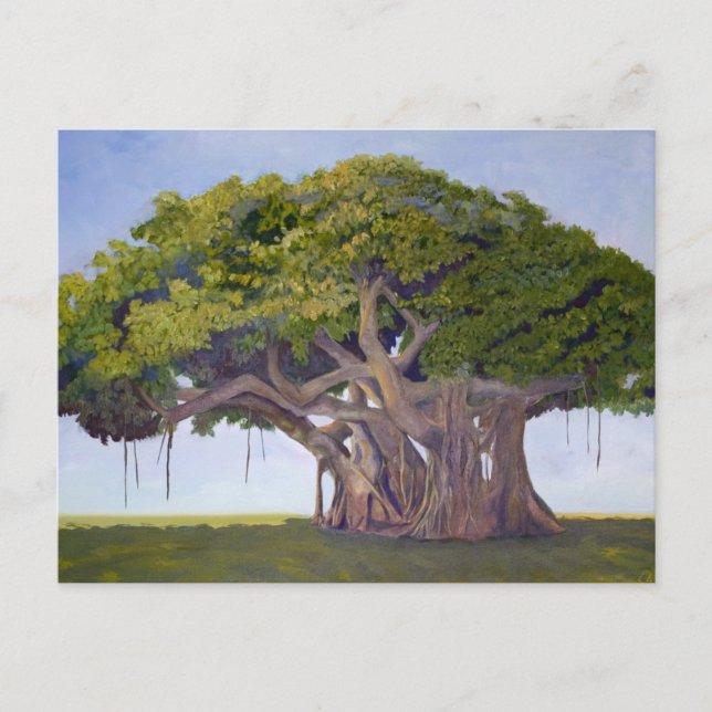 Cartão Postal MacArthur's Banyan (Frente)