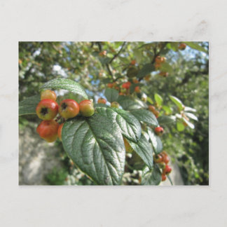 Cartão Postal Maçãs De Caranguejo