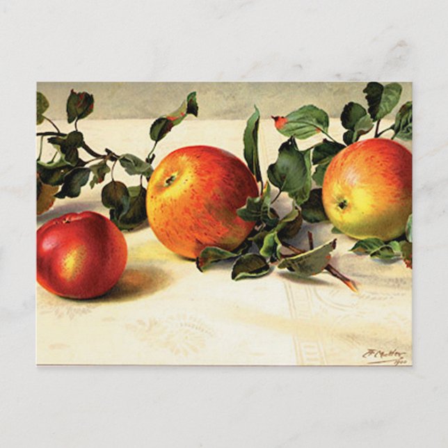 Cartão Postal Maçãs Lusciosas (Frente)