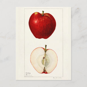 Cartão Postal Maçãs (Malus Domestica) Fruta Impressão por Aquare