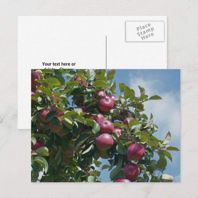 Cartão Postal Maçãs Na Árvore Natureza Personalizada (Frente/Verso)