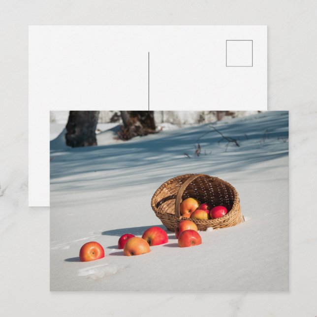 Cartão Postal Maçãs na neve (Frente/Verso)