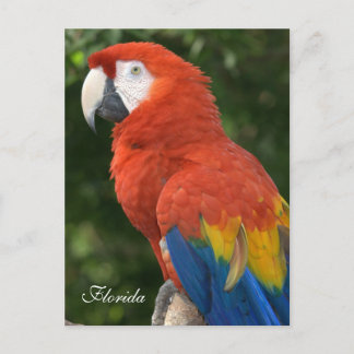 Cartão Postal Macaw