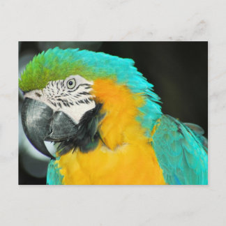 Cartão Postal Macaw