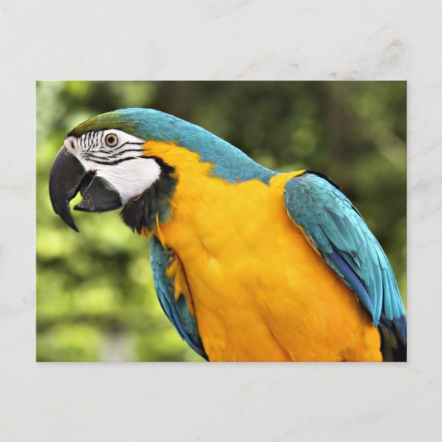 Cartão Postal Macaw (Frente)