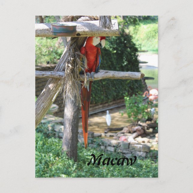 Cartão Postal Macaw (Frente)