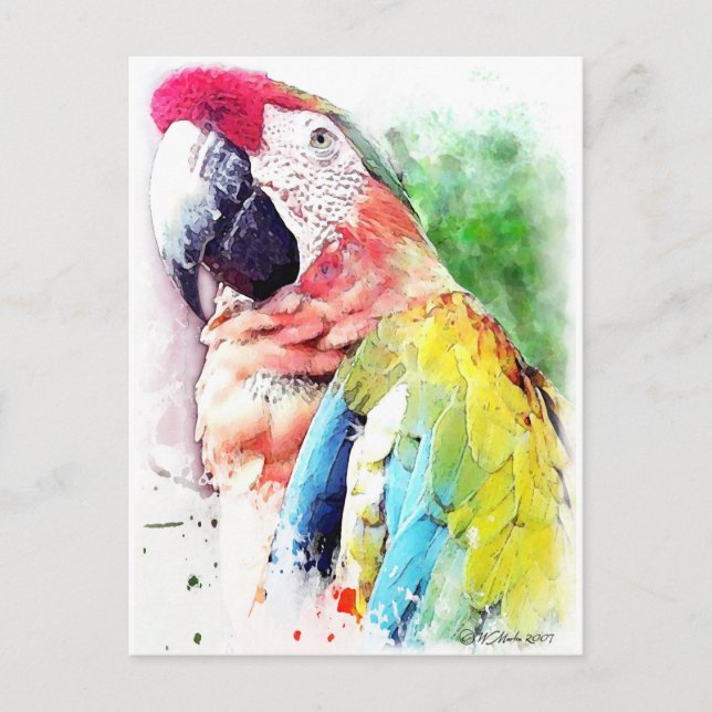 Cartão Postal Macaw (Frente)