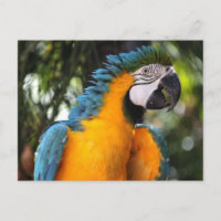 Macaw azul e amarelo