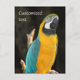 Cartão Postal Macaw azul e Dourado