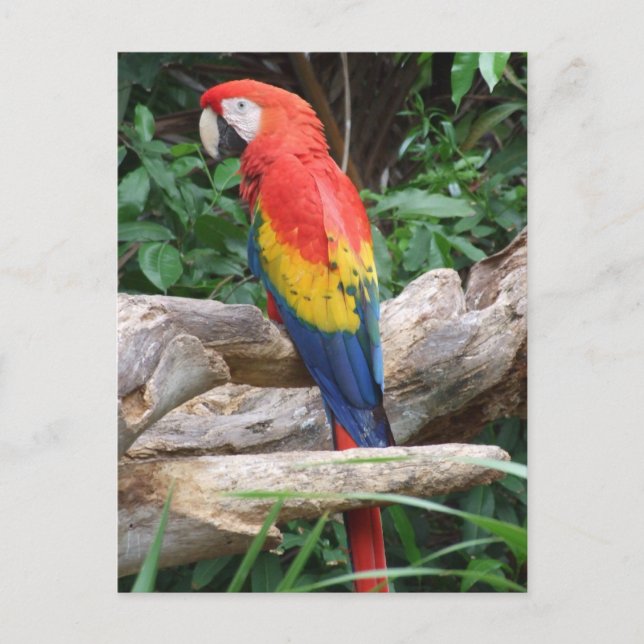 Cartão Postal Macaw cêntrico (Frente)
