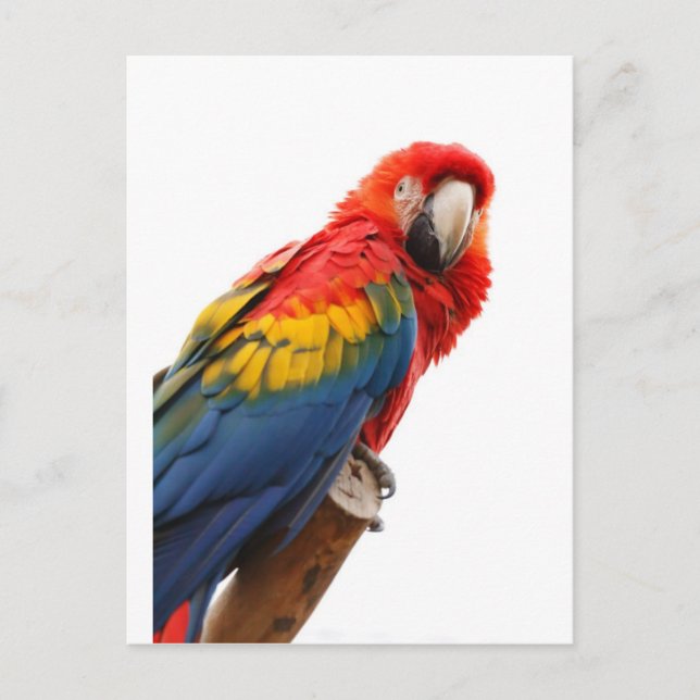 Cartão Postal Macaw Chic Classy Mod tropical colorido (Frente)