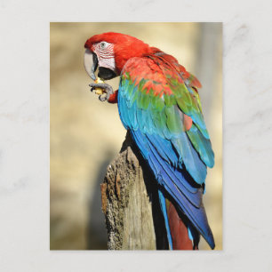Cartão Postal Macaw de asa verde em perca