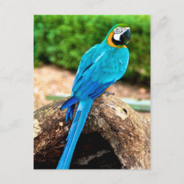 Cartão Postal Macaw Verde e Amarelo, Cartão-postal de Trinidade