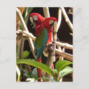 Cartão Postal Macaws