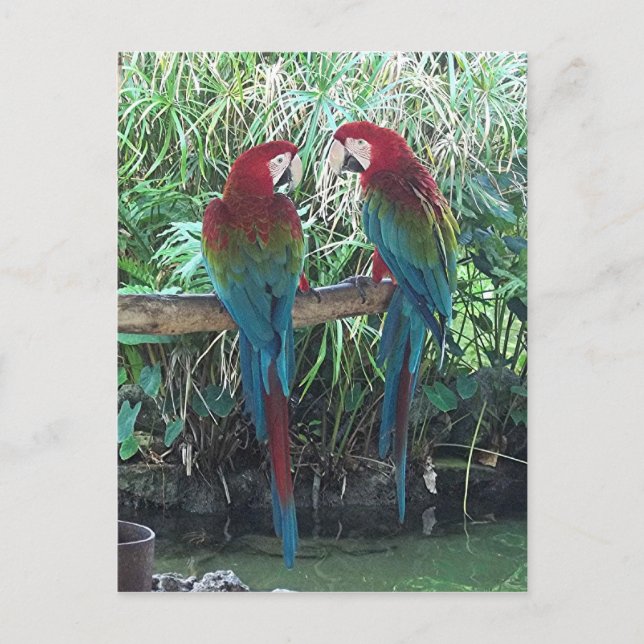 Cartão Postal Macaws (Frente)