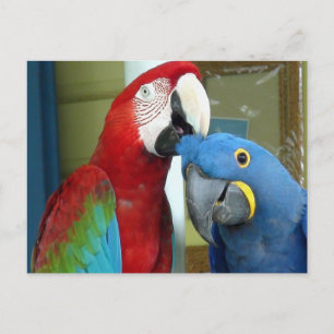 Cartão Postal Macaws Vermelho e Azul Coloridos