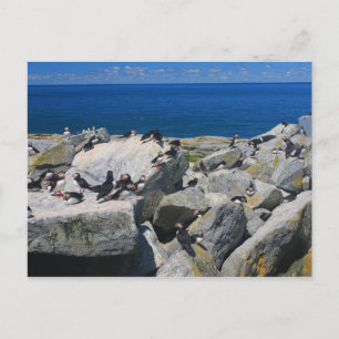 Cartão Postal Machias Seal Island Atlantic Puffins Razorbill