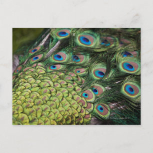 Cartão Postal Macho de pavão (Pavo cristatus) exibindo cauda