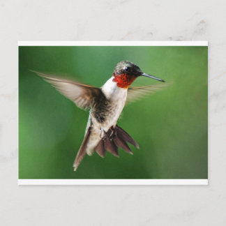 Cartão Postal Macho Hummingbird