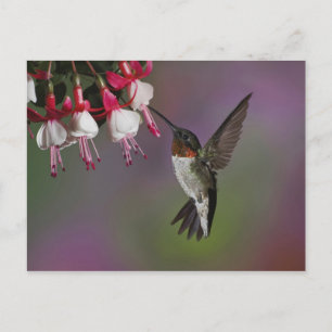 Cartão Postal Macho Ruby garganta Hummingbird, Archilochus