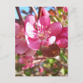 Cartão Postal Macieira Brava em Flor