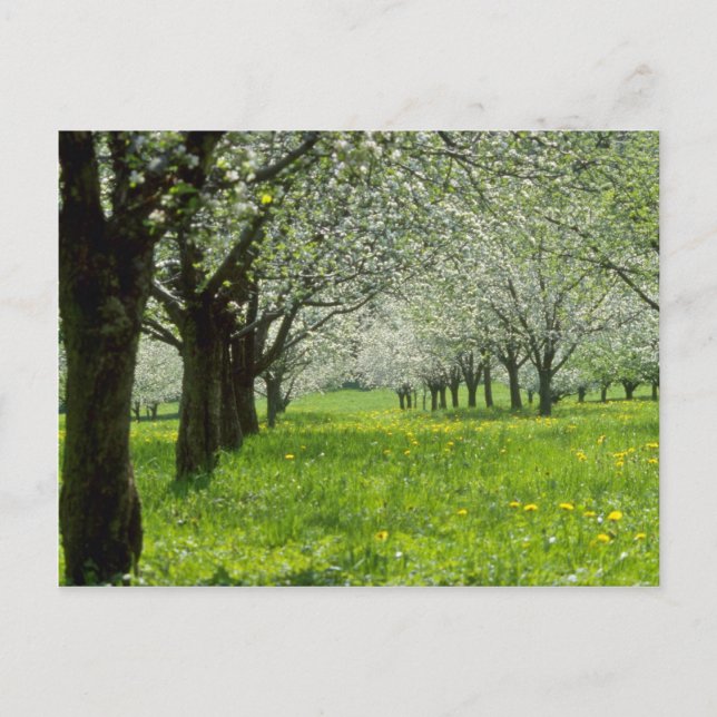 Cartão Postal macieiras brancas das flores da primavera (Frente)
