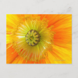 Cartão Postal Macro de papoila laranja com pouca profundidade de