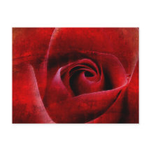 Macro do Rosa vermelha.