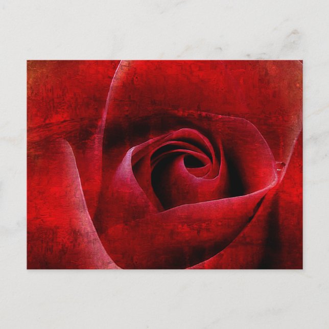 Cartão Postal Macro do Rosa vermelha. (Frente)