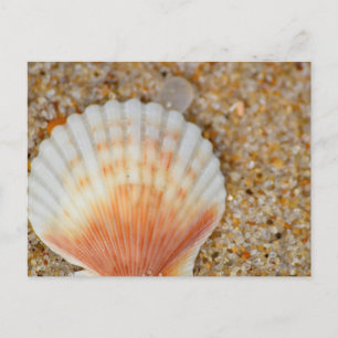 Cartão Postal Macro do Scallop Sea Shell na Areia em Praia